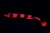 Силиконовая приманка Savage Gear LB 3D Goby Shad 20cm 60gr Red Bullhead UV/ 2 штуки