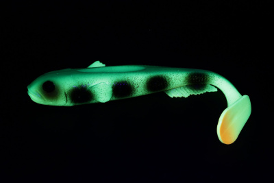 Силиконовая приманка Savage Gear LB 3D Goby Shad 20cm 60gr Dirty Firetiger UV/ 2 штуки