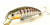 Воблер Fishycat Tigercub 170F X05 Воблер Fishycat Tigercub 170F X05