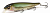Воблер Megabass Lates silent pm higai Воблер Megabass Lates silent pm higai